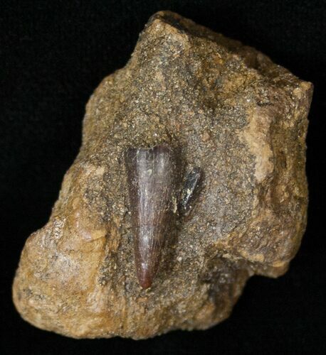 Small Leidyosuchus Tooth In Matrix - Montana #16025